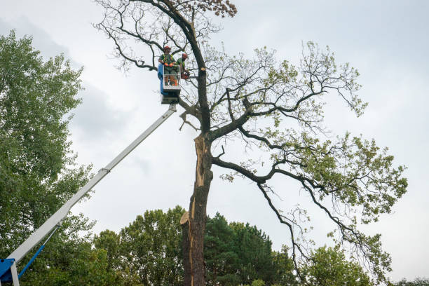 Best Best Tree Removal Services  in Lake Park, FL